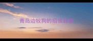 青岛边牧狗的招领启事