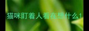 猫咪盯着人看在想什么
