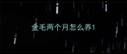 金毛两个月怎么养