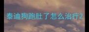 泰迪狗跑肚了怎么治疔
