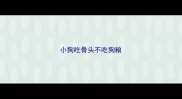 小狗吃骨头不吃狗粮