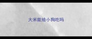 大米能给小狗吃吗