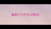 藏獒几个月可以喂肉