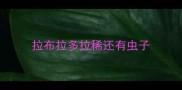 拉布拉多拉稀还有虫子