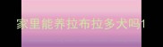 家里能养拉布拉多犬吗