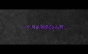 一个月的狗狗咬东西