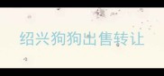 绍兴狗狗出售转让