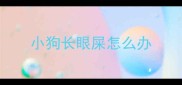 小狗长眼屎怎么办
