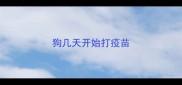 狗几天开始打疫苗