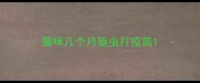 猫咪几个月驱虫打疫苗