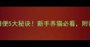 猫咪定时排便5大秘诀新手养猫必看附训练全流程
