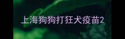 上海狗狗打狂犬疫苗
