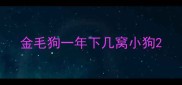 金毛狗一年下几窝小狗