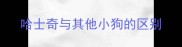 哈士奇与其他小狗的区别