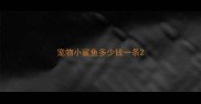 宠物小鲨鱼多少钱一条
