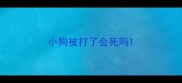 小狗被打了会死吗