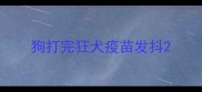 狗打完狂犬疫苗发抖