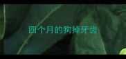 四个月的狗掉牙齿