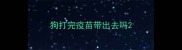 狗打完疫苗带出去吗