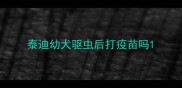 泰迪幼犬驱虫后打疫苗吗