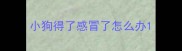 小狗得了感冒了怎么办