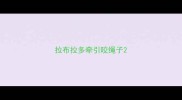 拉布拉多牵引咬绳子