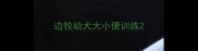 边牧幼犬大小便训练