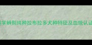如何科学辨别纯种拉布拉多犬种特征及血统认证指南