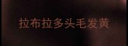 拉布拉多头毛发黄