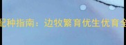 边境牧羊犬科学配种指南边牧繁育优生优育全流程与注意事项