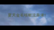 夏天金毛咳嗽流鼻涕