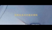 拉布拉多犬吃啥长得快