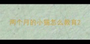 两个月的小猫怎么教育