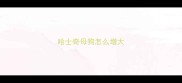 哈士奇母狗怎么增大