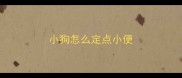 小狗怎么定点小便