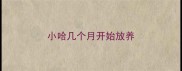 小哈几个月开始放养