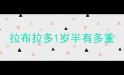 拉布拉多1岁半有多重