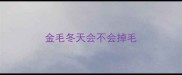金毛冬天会不会掉毛