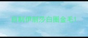 自制伊丽莎白圈金毛