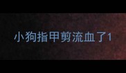 小狗指甲剪流血了