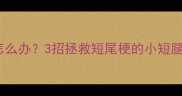 拉布拉多尾巴细怎么办3招拯救短尾梗的小短腿附护理全攻略