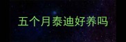 五个月泰迪好养吗