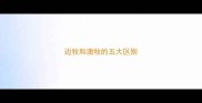边牧和澳牧的五大区别
