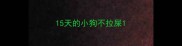 15天的小狗不拉屎