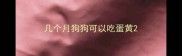 几个月狗狗可以吃蛋黄