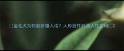 金毛犬为何能秒懂人话人形挂件的通人性密码