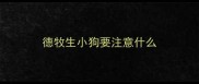 德牧生小狗要注意什么