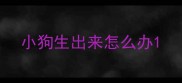小狗生出来怎么办