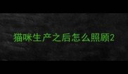 猫咪生产之后怎么照顾