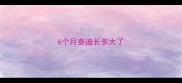 6个月泰迪长多大了